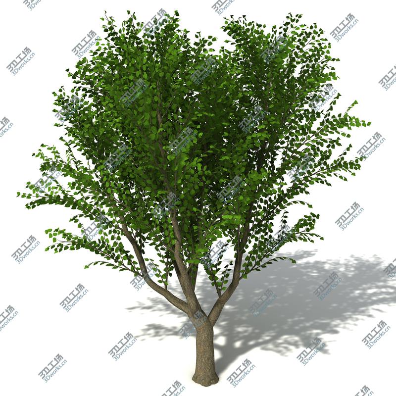 images/goods_img/2021040165/XfrogPlants Oceania 1/5.jpg